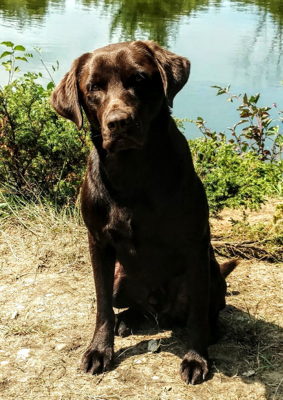 HRCH Marsh Mutts Chocolate Fever MH | Chocolate Labrador Retriver