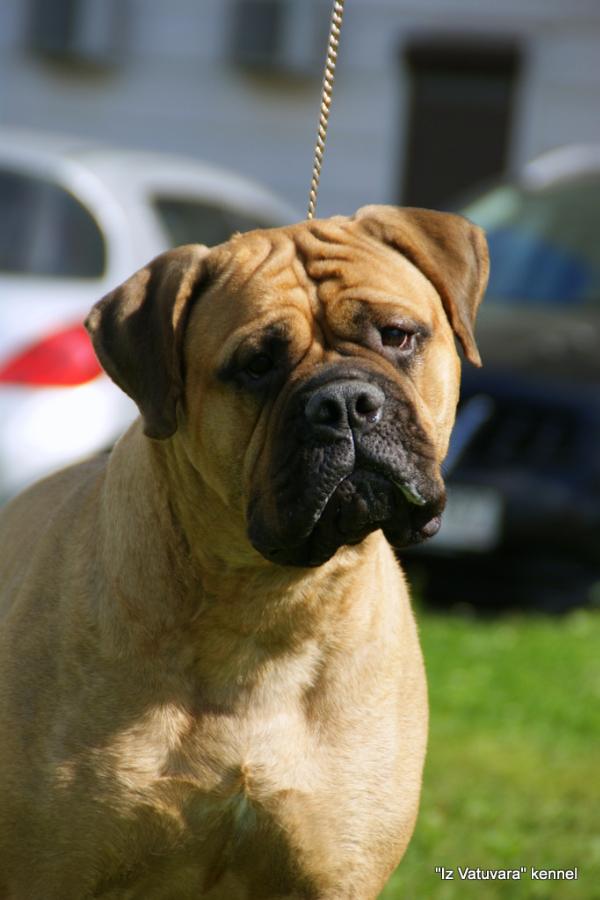 Deep In My Heart Iz Vatuvara | Bullmastiff 