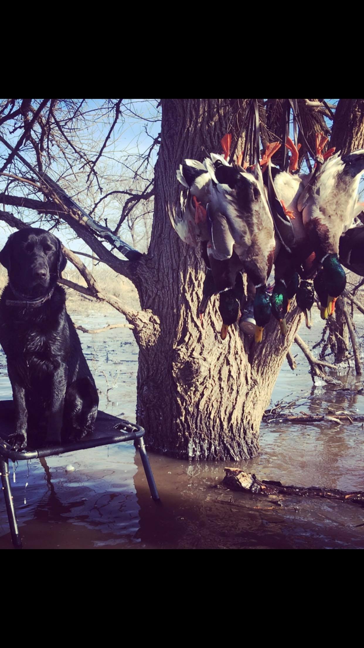 Gunner Lee Shriver | Black Labrador Retriver