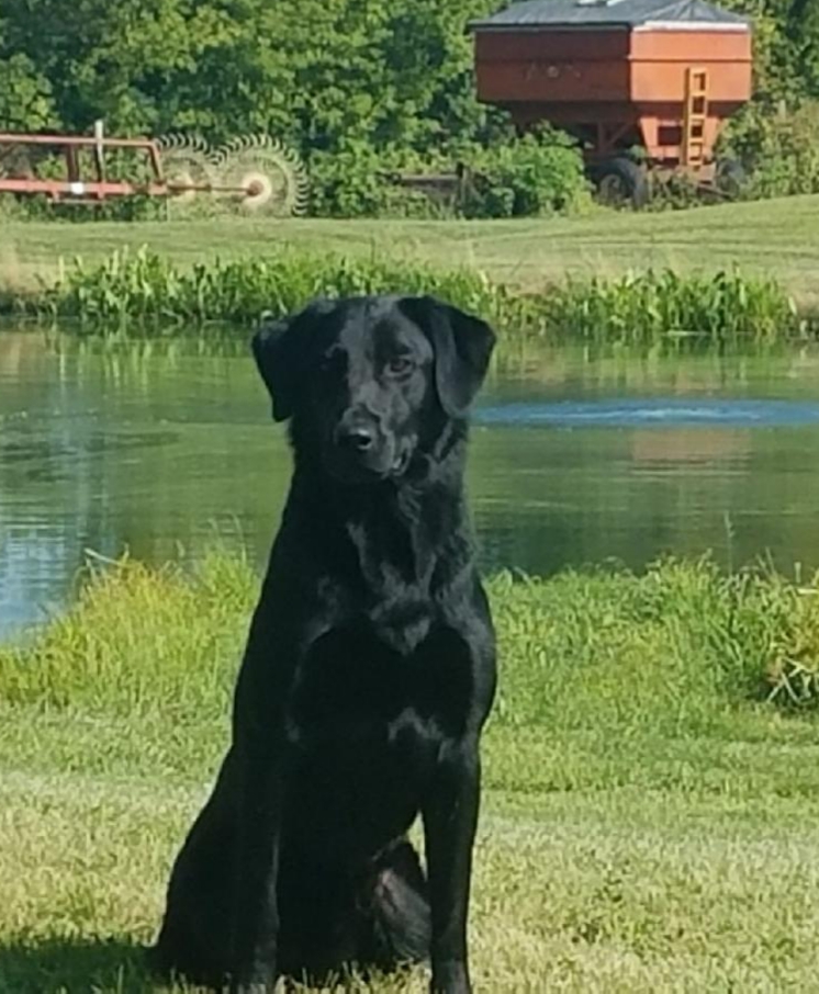 Tubb's Royal Duke Of Iowa | Black Labrador Retriver