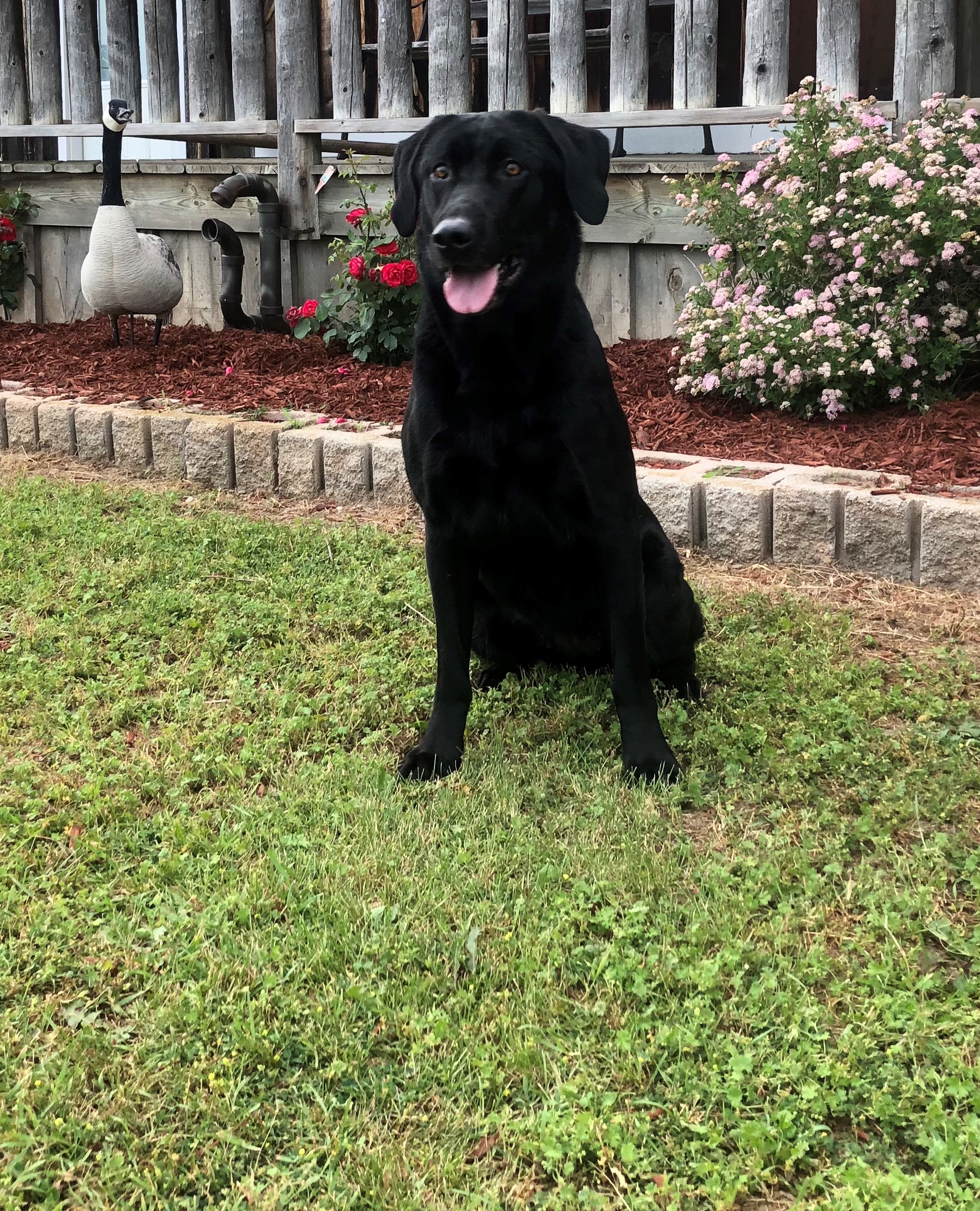 FTCH Baypoint's Pushing The Envelope QFTR QAA | Black Labrador Retriver