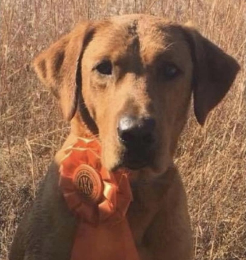 Aks Gunner Kasey Engrassia MH | Yellow Labrador Retriver