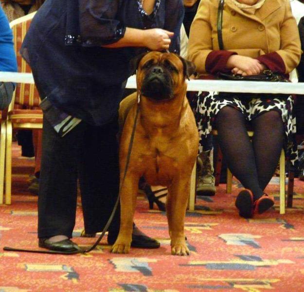 dajoxx ticketyboo at heriol | Bullmastiff 