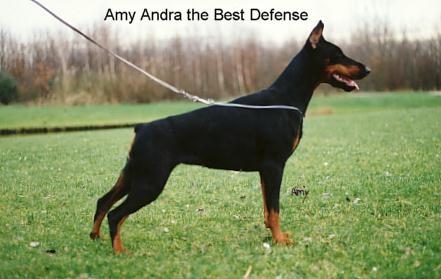 Amy-Andra the Best Defense | Black Doberman Pinscher