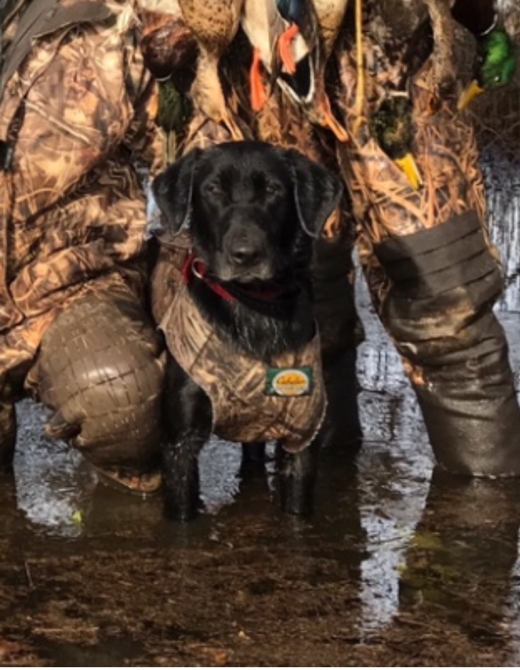 Troublesome Doc Valentine MH | Black Labrador Retriver