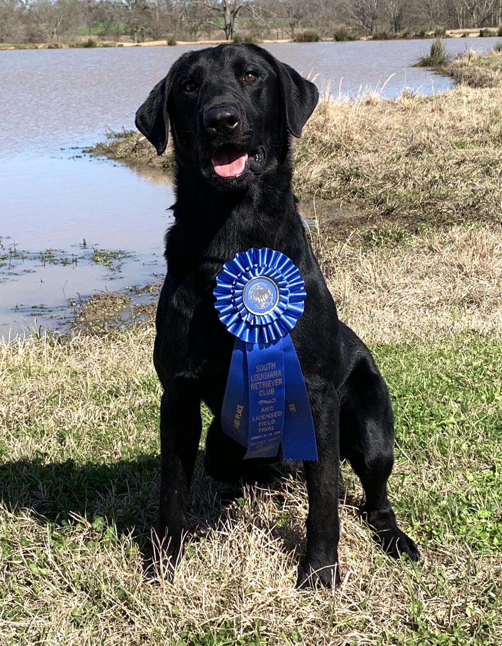 Carolina’s My Boy Floyd | Black Labrador Retriver