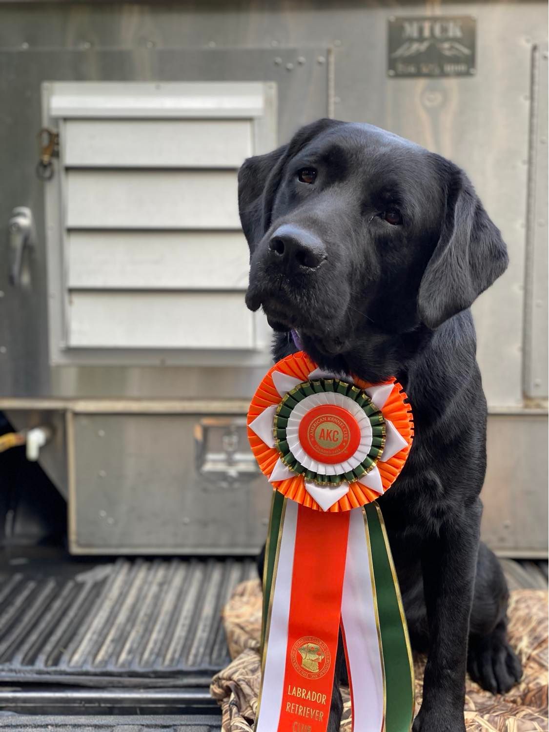 Hammr Big Water Speaker Of The House SHR, JH, SH | Black Labrador Retriver