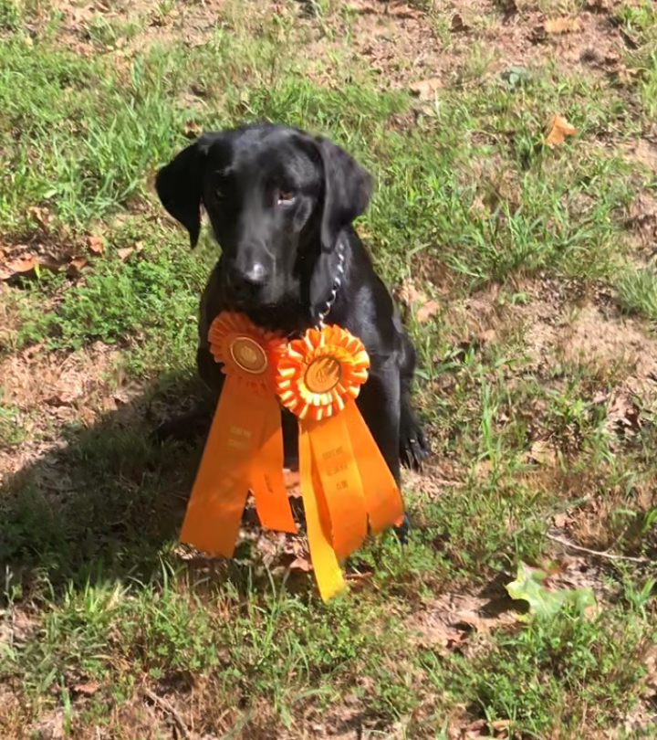 Docheno’s Cosmic Blue Rain | Black Labrador Retriver