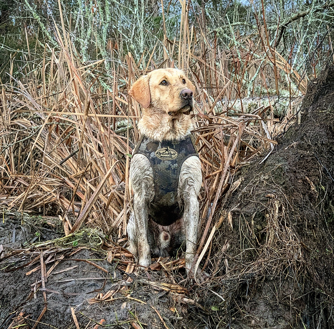 Troy’s Hillbilly Man | Yellow Labrador Retriver