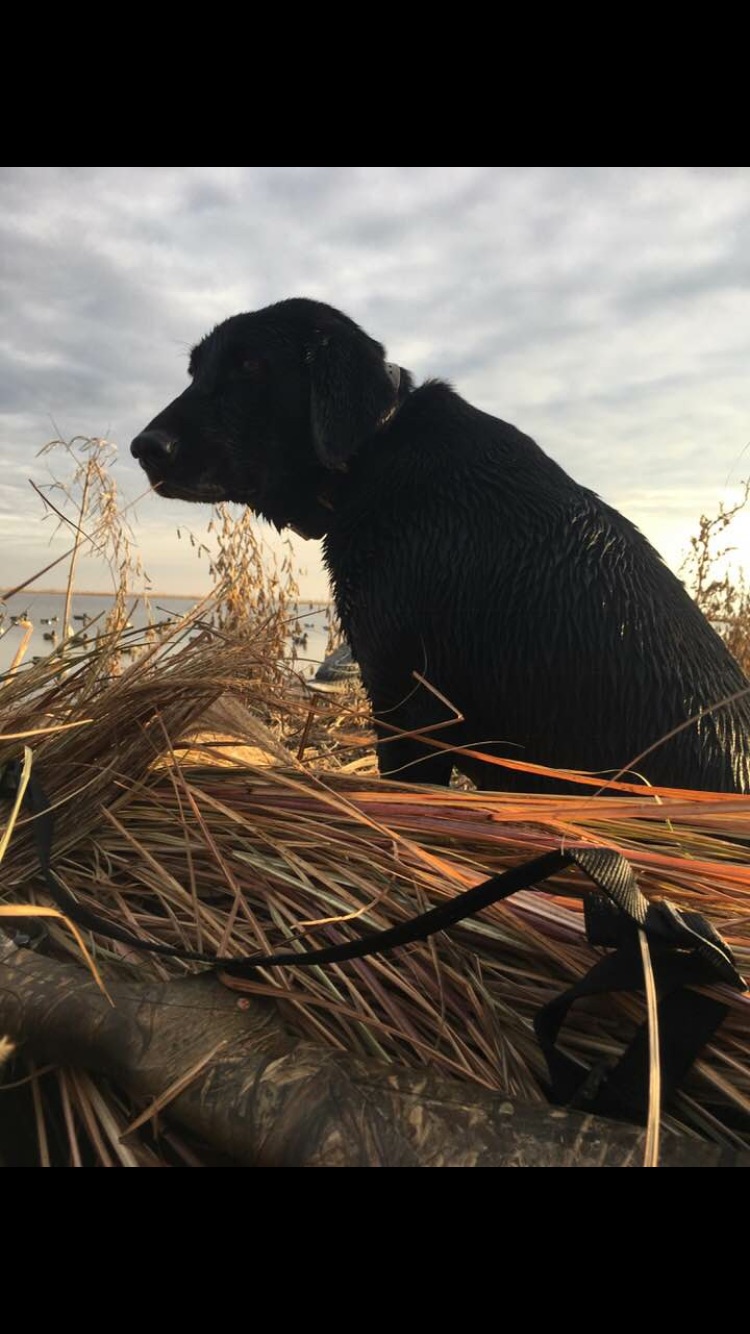 Clarks River It's A Streakin Wonder SH | Black Labrador Retriver