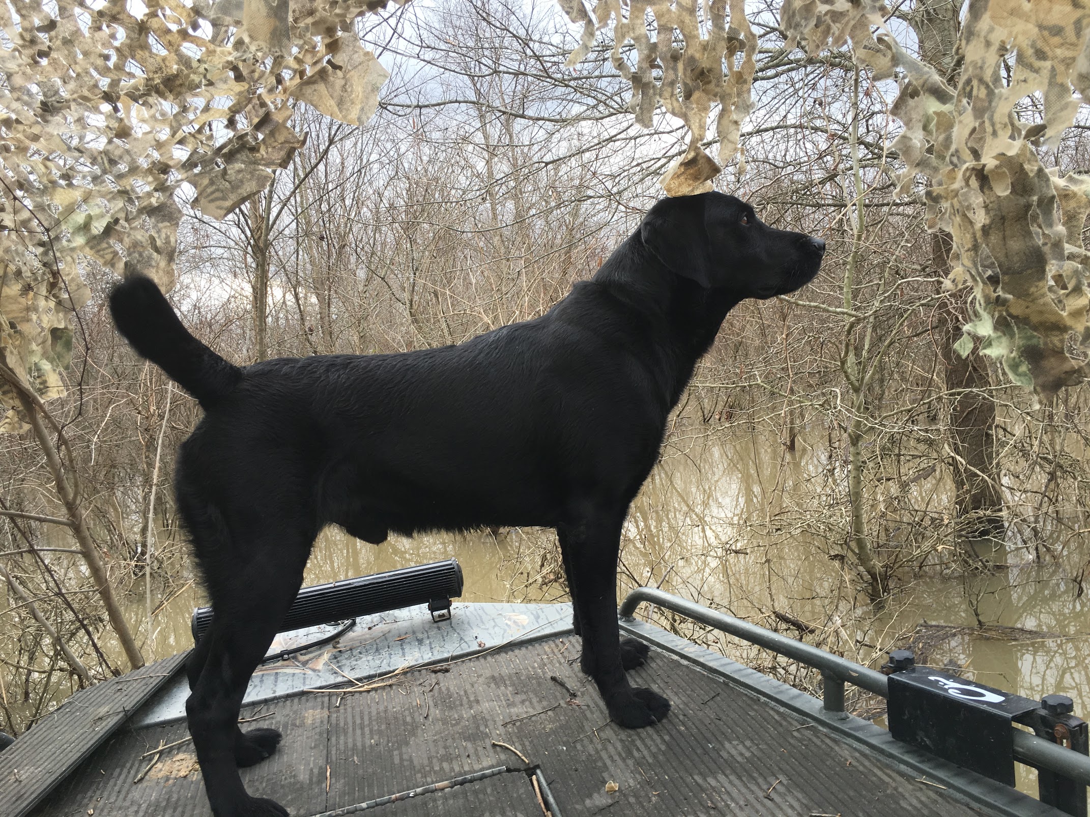 Cassenky's Oscar | Black Labrador Retriver