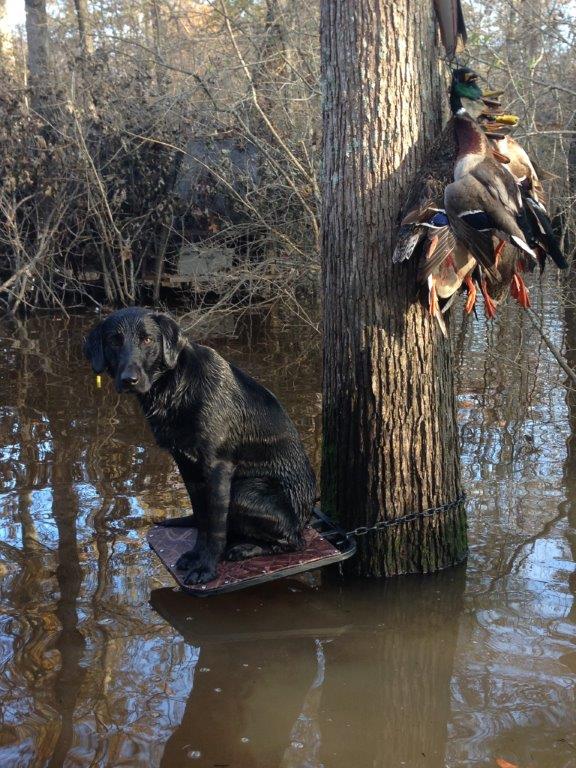 HRCH Five Forks Timber Tank | Black Labrador Retriver