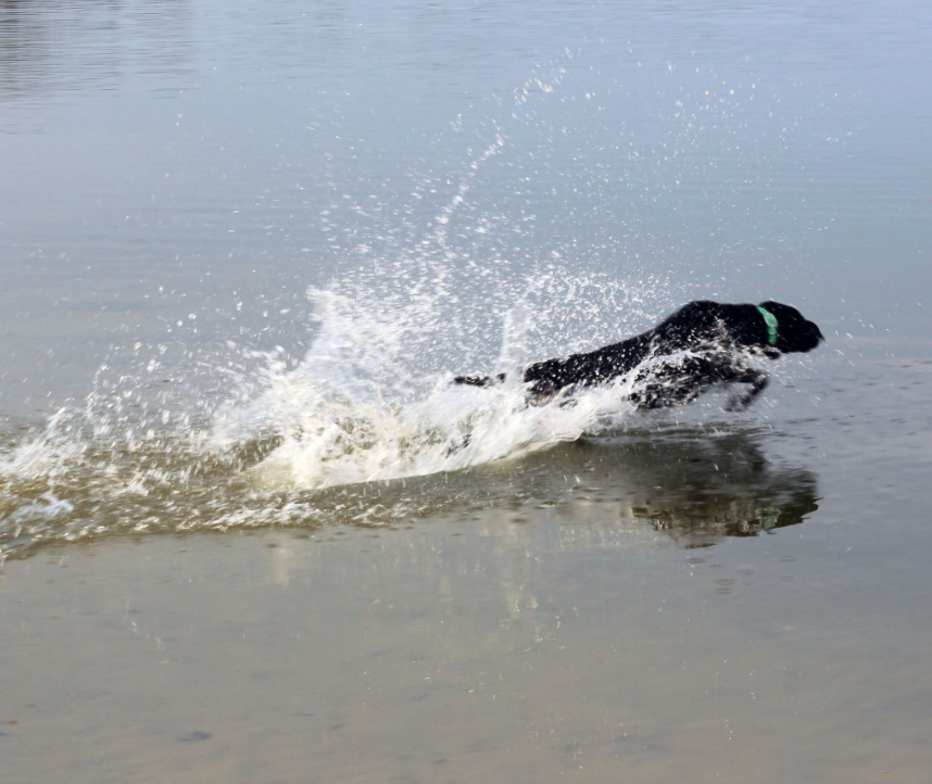 Kate's Pride Ms Cleo JH WC | Black Labrador Retriver