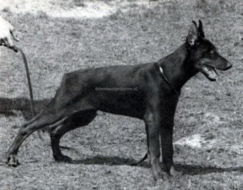 Chita v. Roten Feld | Brown Doberman Pinscher