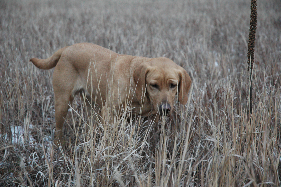 4xGMPR HR Bearpoints Buckin Brandi SH | Yellow Labrador Retriver