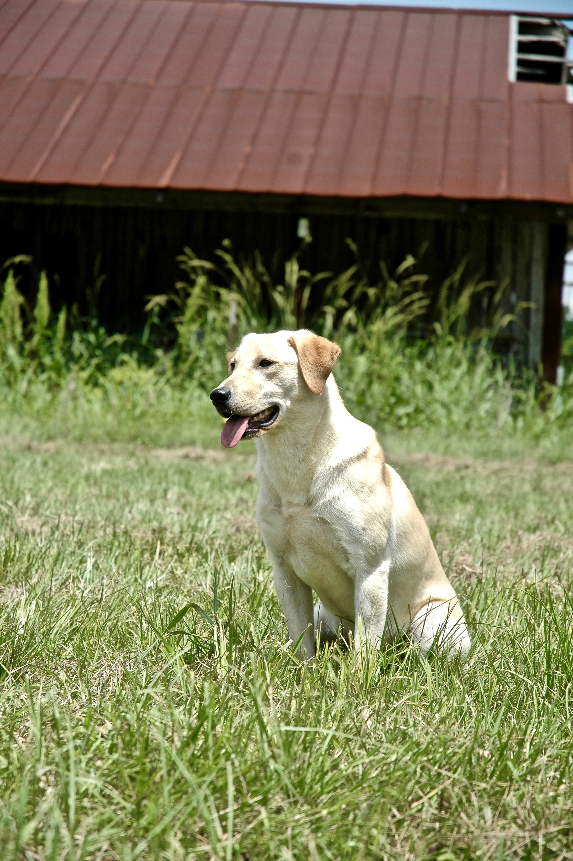 HR PCK's Indiana Girl | Yellow Labrador Retriver