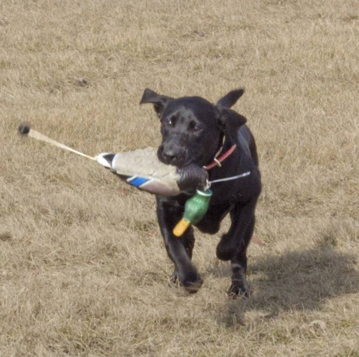 Rascal Peeping Across Dutch Road JH SHR | Black Labrador Retriver