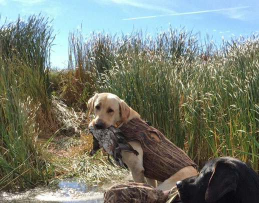 Meadows Gait Farm Delta's Driving Force JH SH | Yellow Labrador Retriver