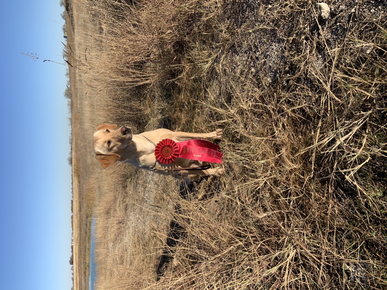 Midwest's Whistlin Down The River QA2 | Yellow Labrador Retriver