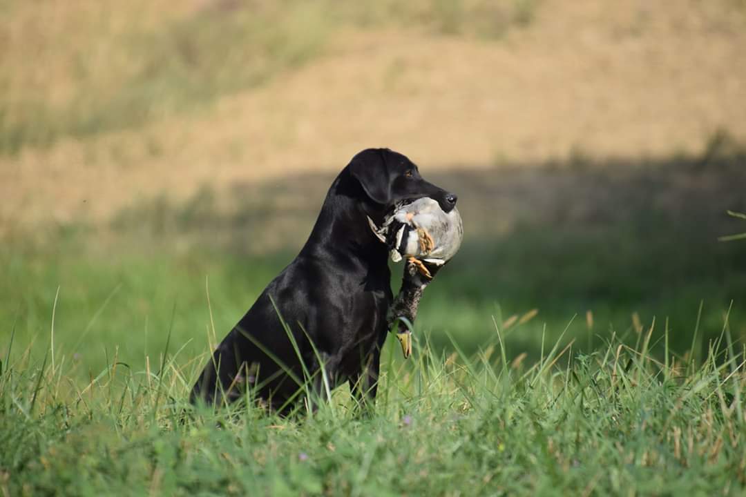 GRHRCH UH Waylons Ginny MH | Black Labrador Retriver