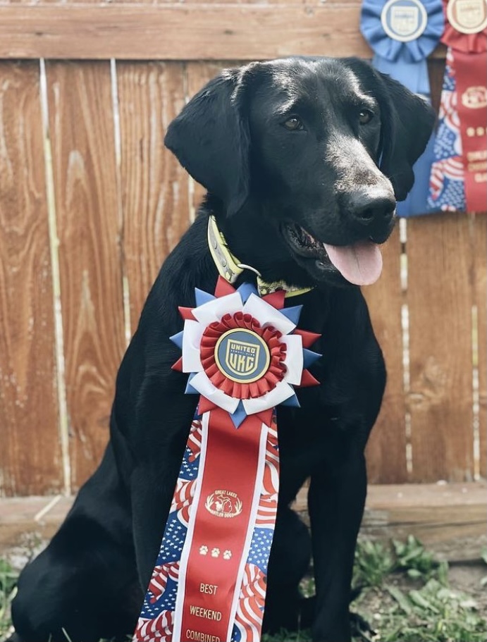 ESDx3 RPM'S Trya's Frozen Shot Of Ammo HOF | Black Labrador Retriver