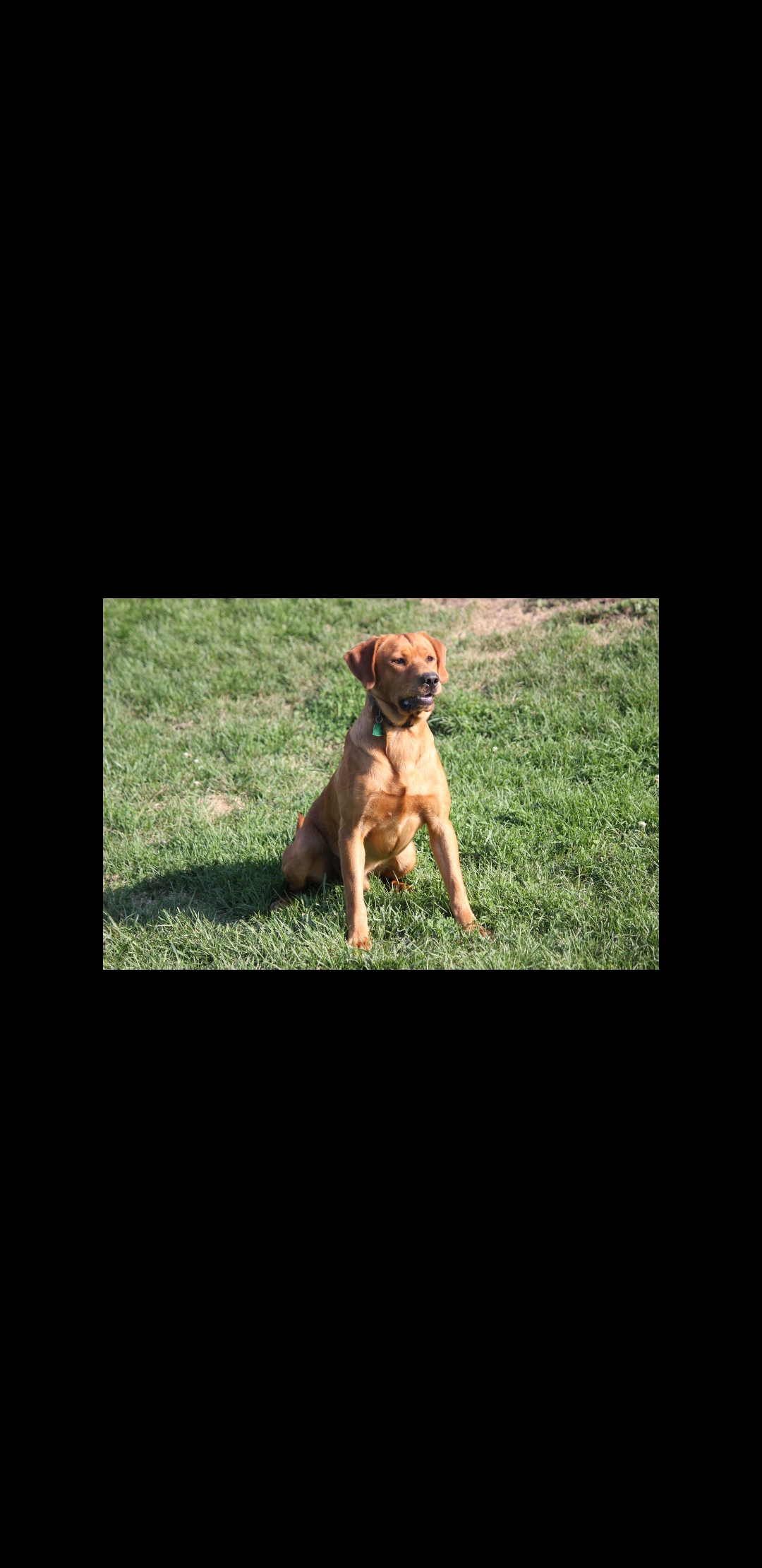 Kimbo Slyce | Yellow Labrador Retriver