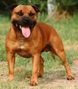 Ourgang Hilander | Staffordshire Bull Terrier 