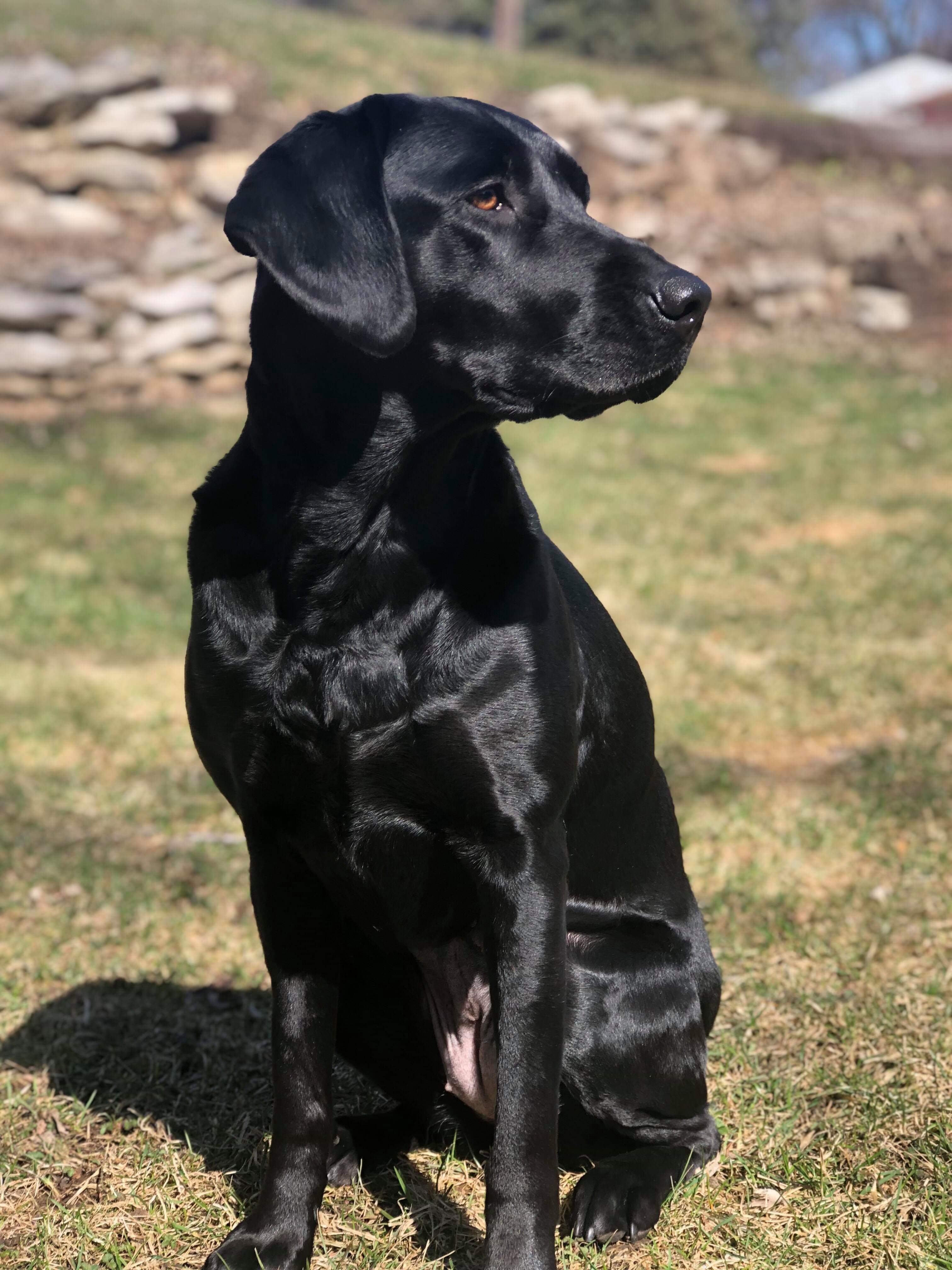 Abby Weeko Koko | Black Labrador Retriver