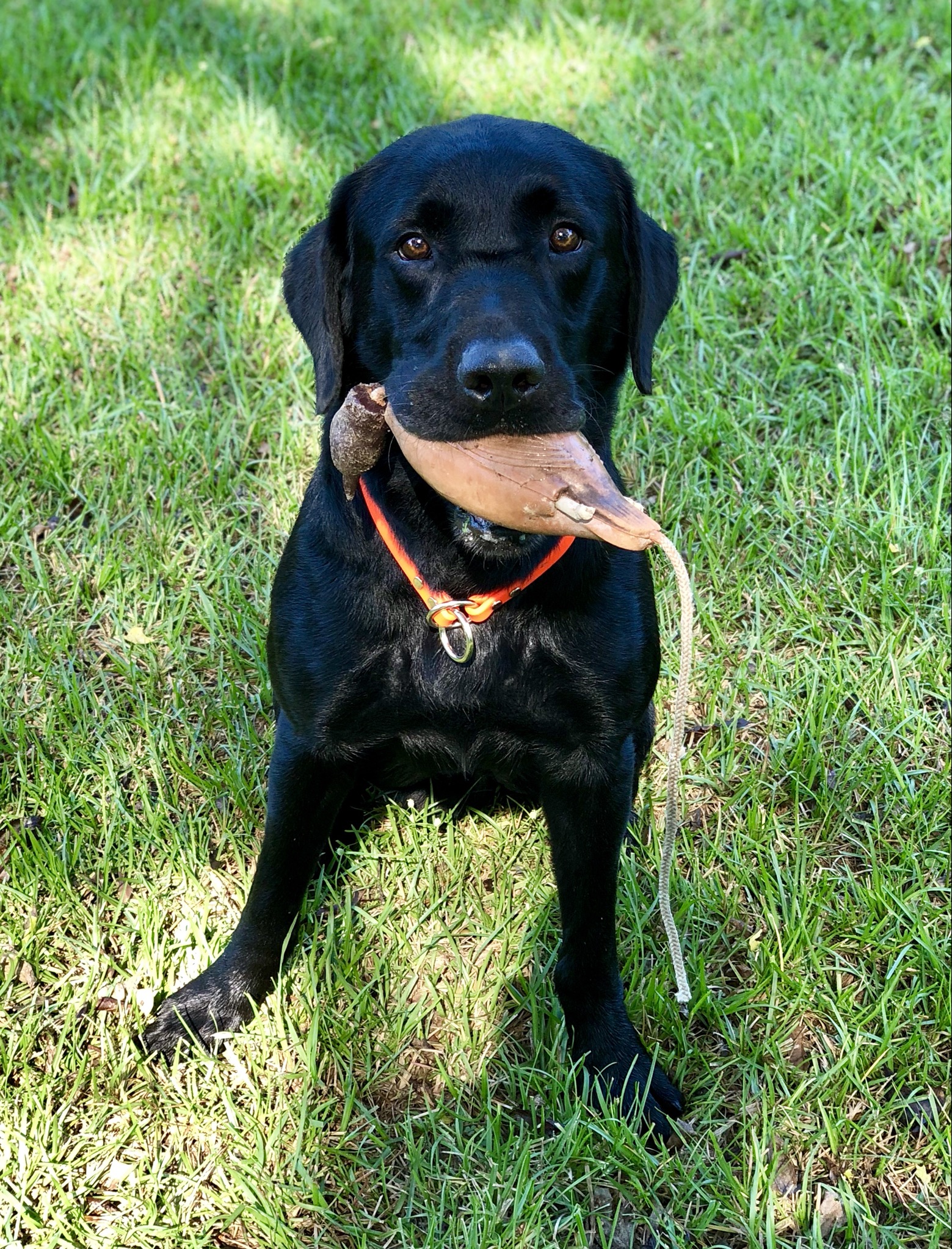 SHR Lazy P's Drake Of Willowyck | Black Labrador Retriver