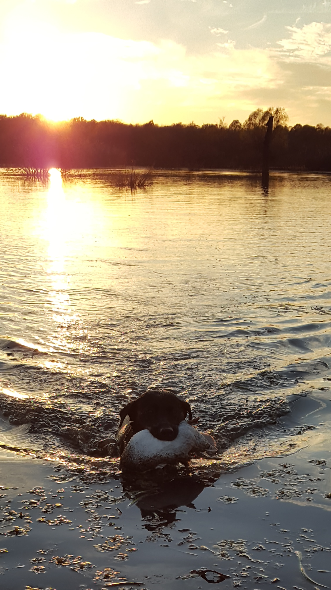 Heaths Eyes To The Sky Black Pearl | Black Labrador Retriver