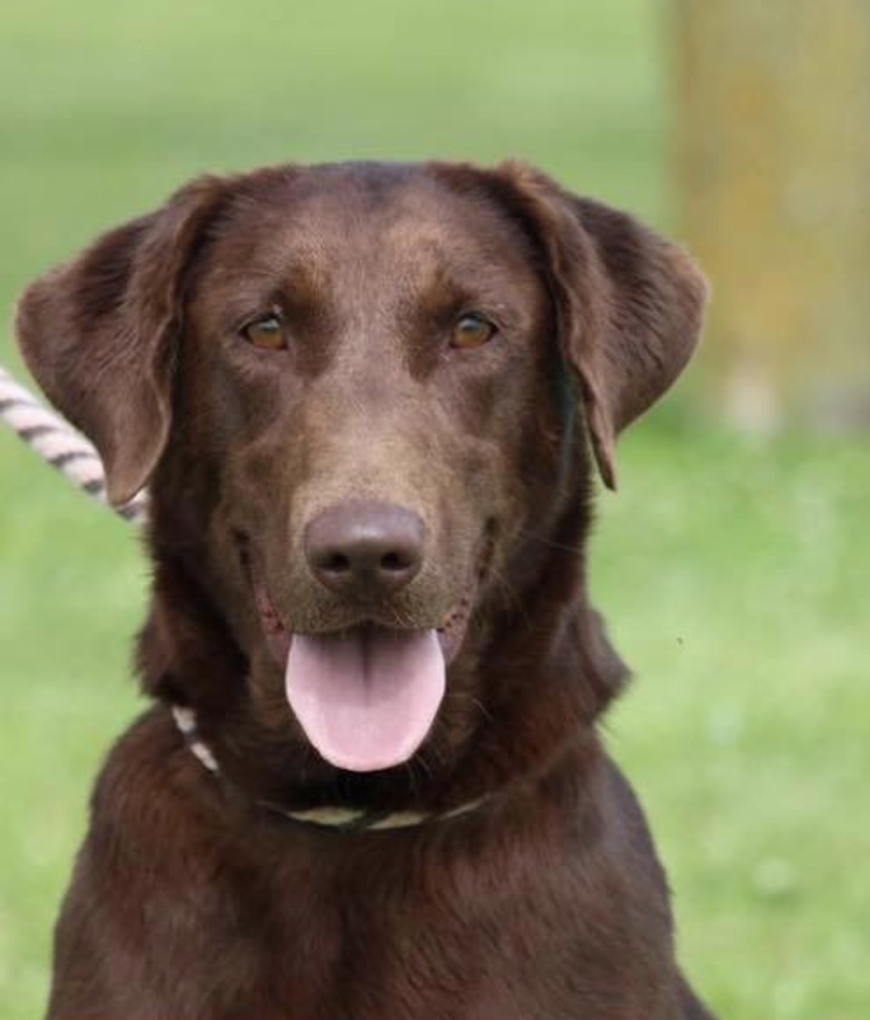 Simpson's Genuine June DS | Chocolate Labrador Retriver