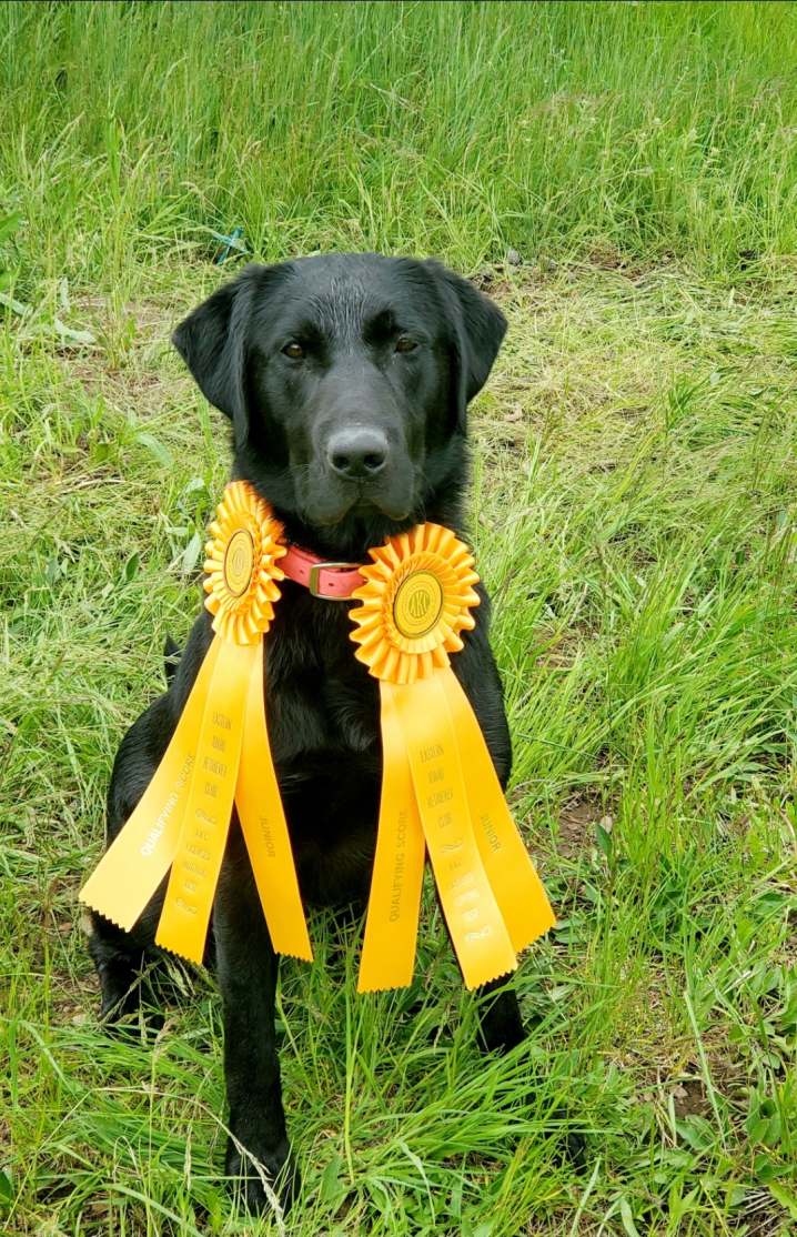 SHR Sunny Skies Wait a Cotton Pickin' Minute JH CGC | Black Labrador Retriver