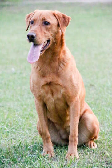 SHR  Lucas’s Yellow Rose Of Texas | Yellow Labrador Retriver