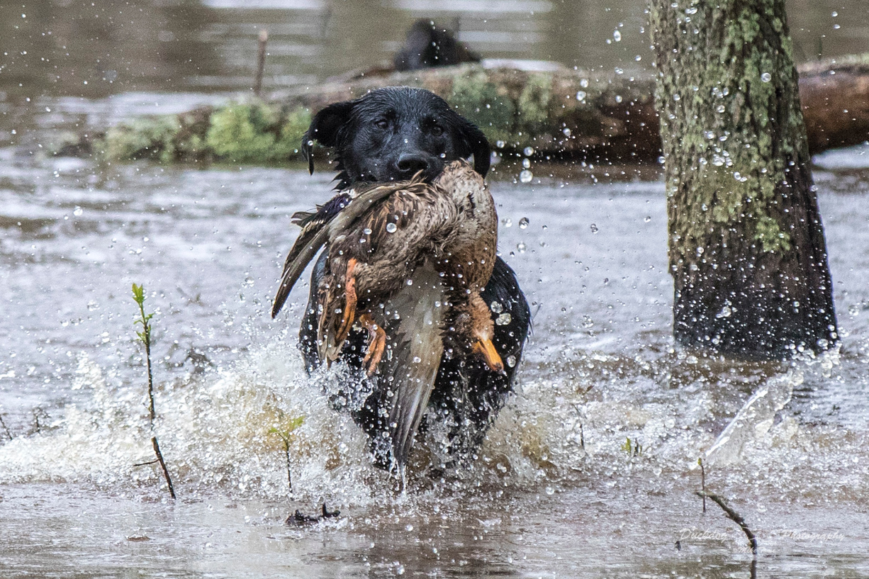 Mardi Gras Let The Good Times Roll MH QA2 | Black Labrador Retriver