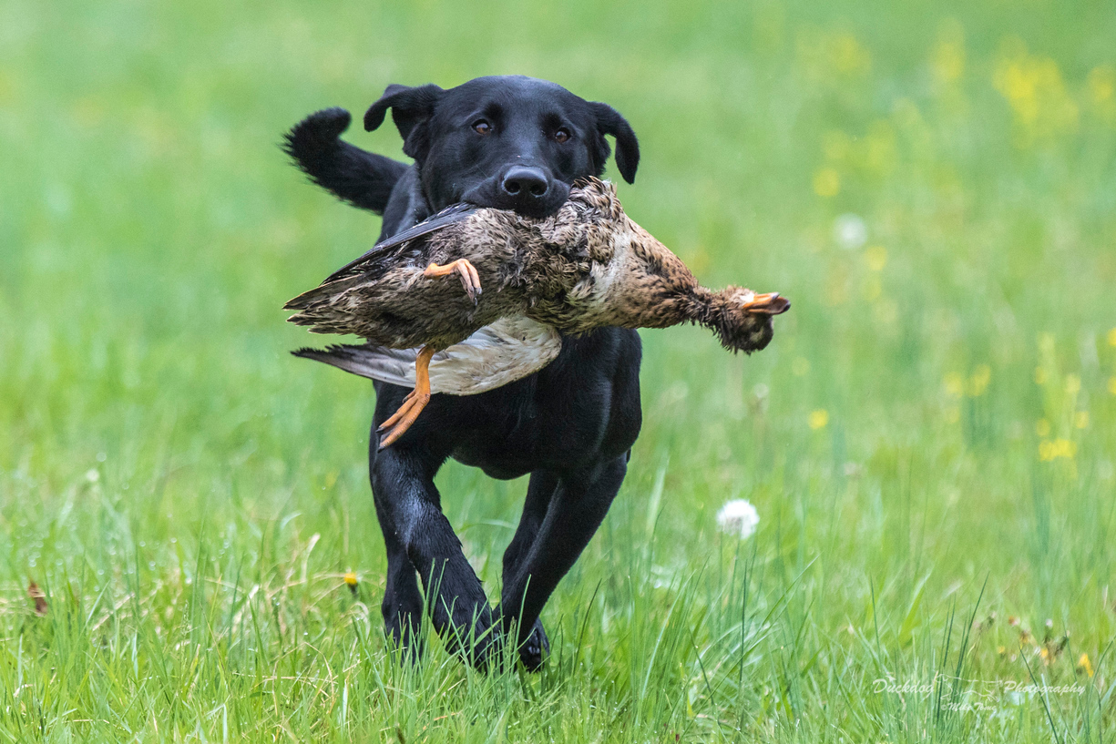 Mardi Gras Take The Money And Run MH, QA2 | UNKN Labrador Retriver