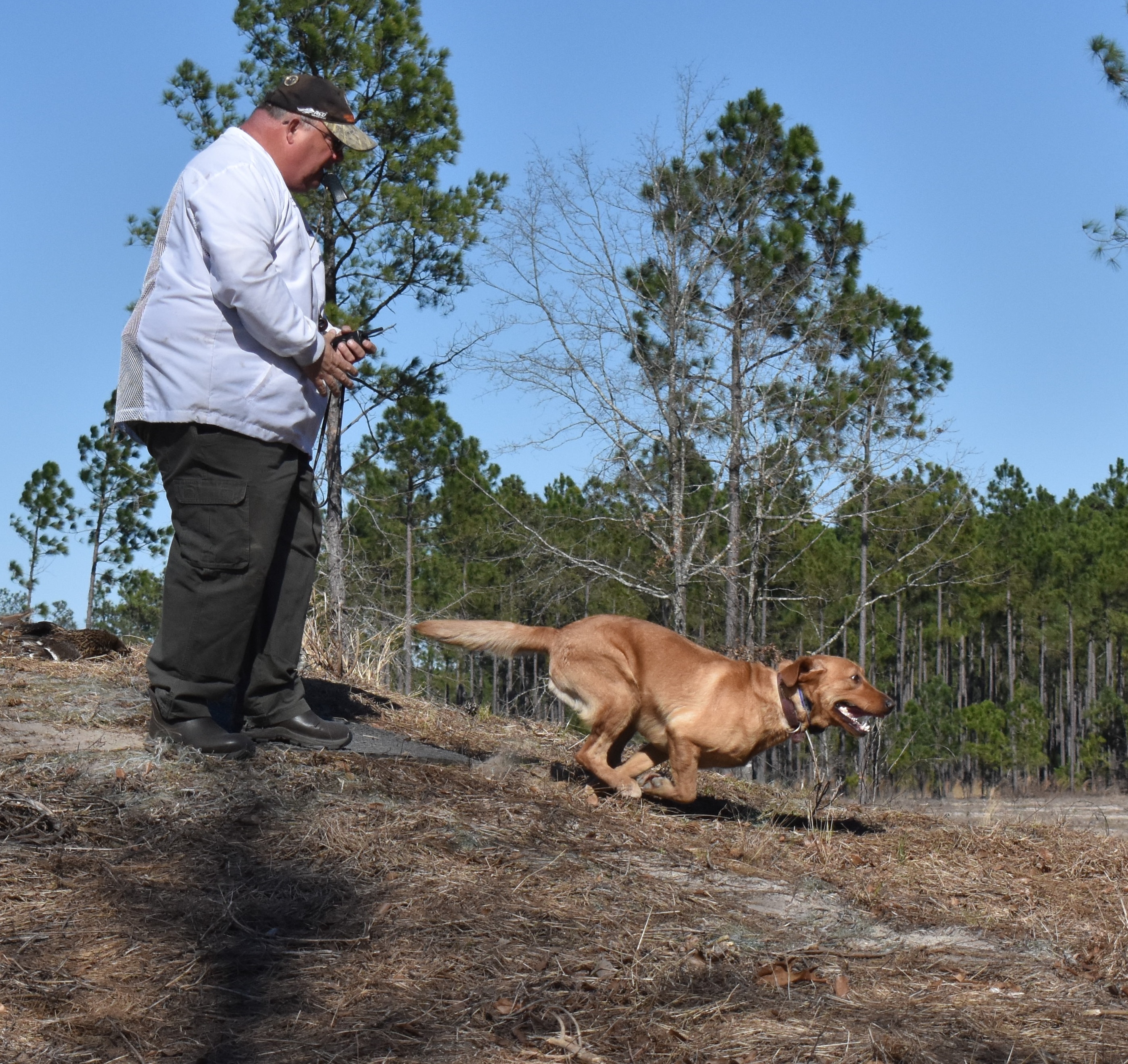 Beantowns Harvard Scholar MH | Yellow Labrador Retriver