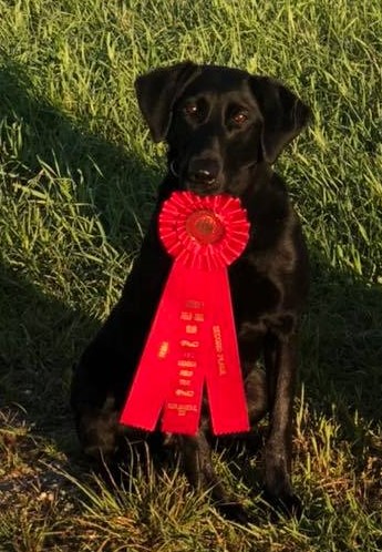 Cosmic Mardi Gras Slipped Me A Mickey QAA | Black Labrador Retriver