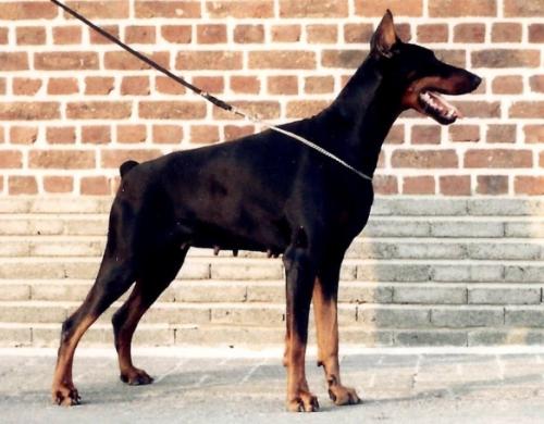 Kimberly v. Raubenstein | Black Doberman Pinscher