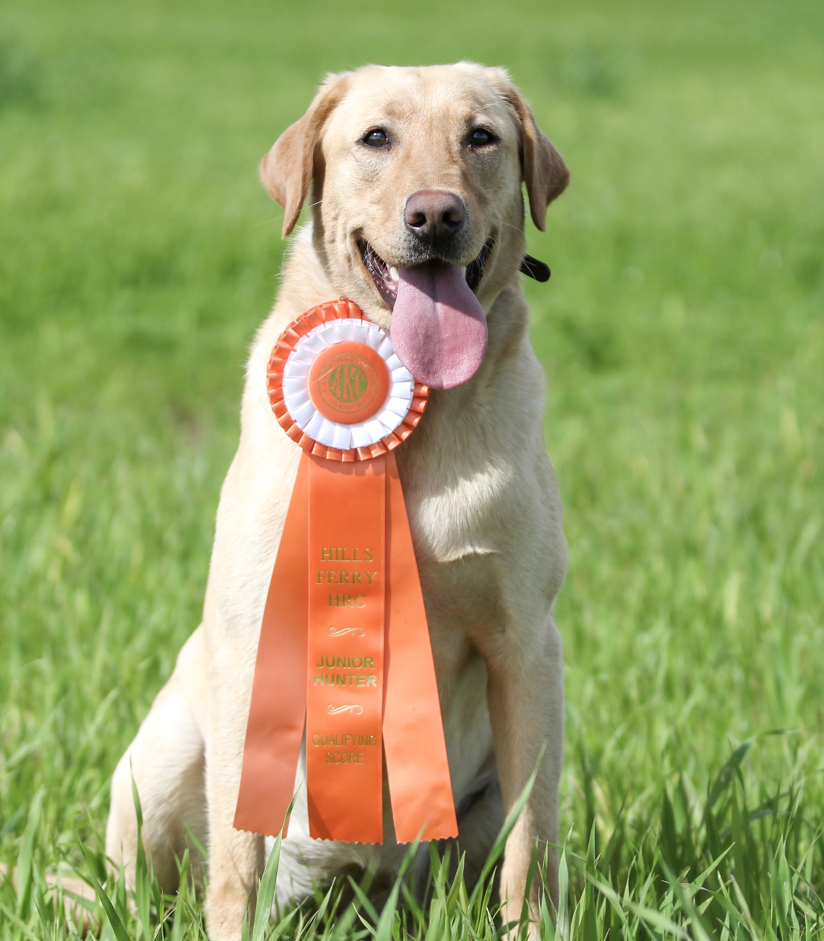 BCK Buried Beneath The Willow WC | Yellow Labrador Retriver