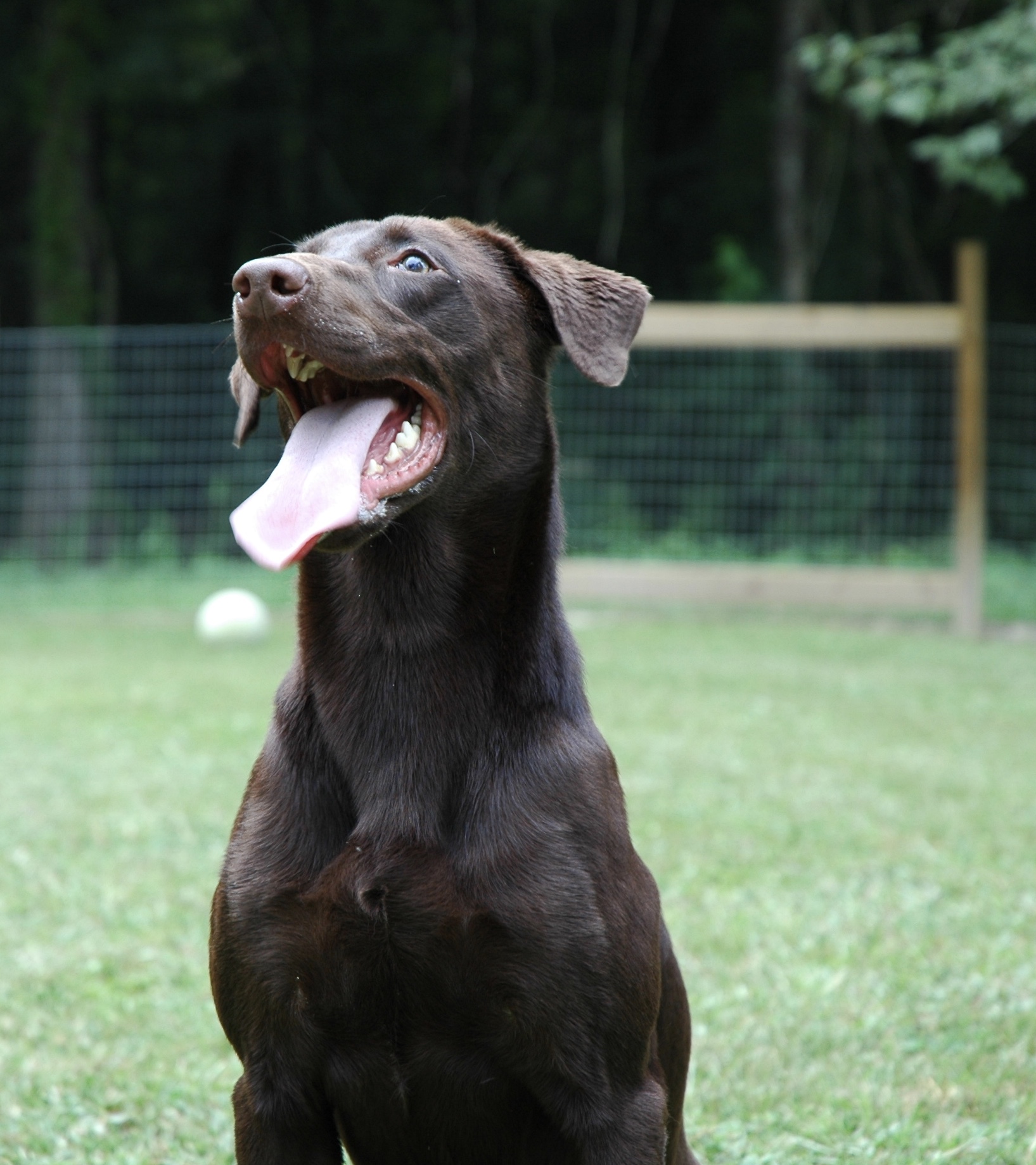 PCK’s Roll Of The Dice | UNKN Labrador Retriver