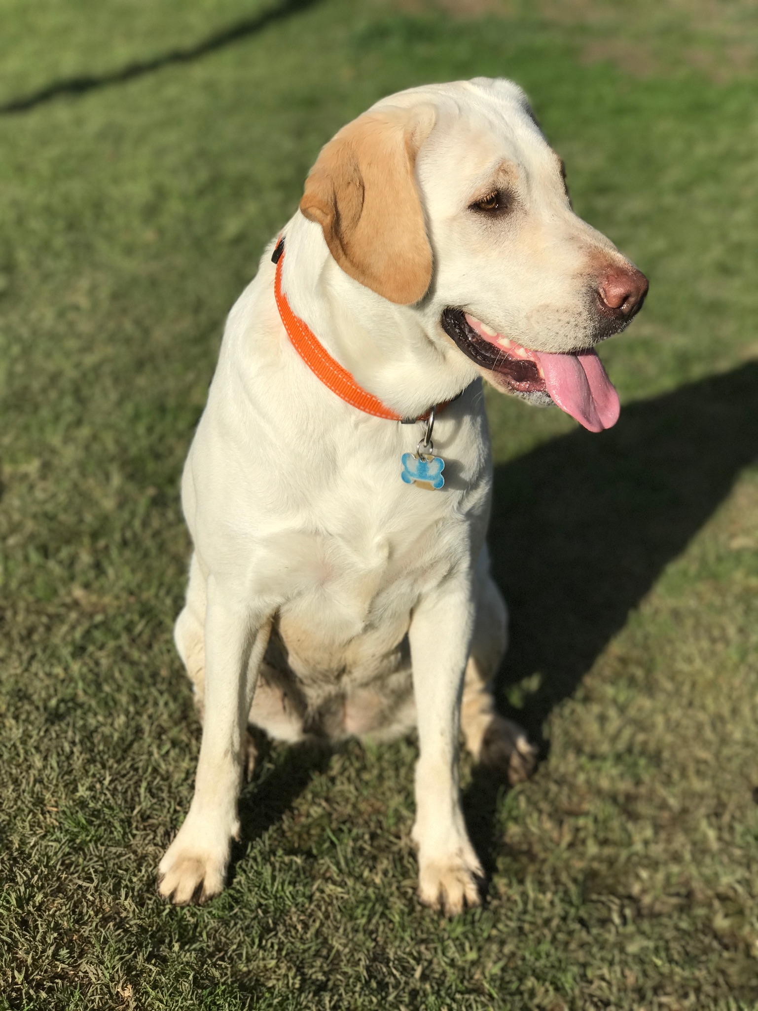 Sanders' Dixie Belle | Yellow Labrador Retriver