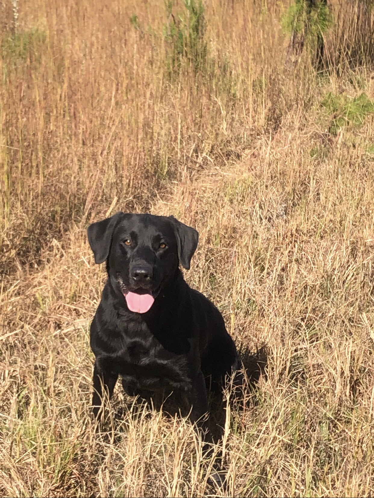 GRHRCH P&M Big Black Dudes Gunner | Black Labrador Retriver