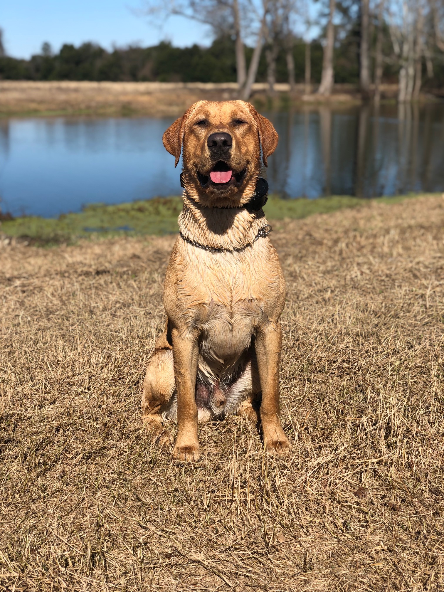 SHR Skintchestnuts Fripp The Second JH | Yellow Labrador Retriver