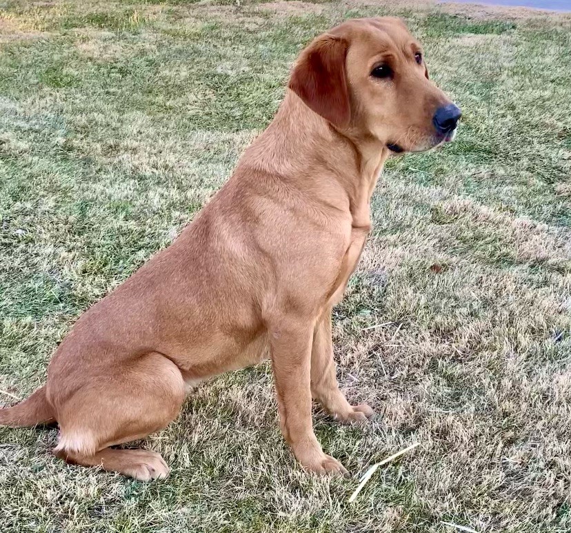 Muddy River Foxy Benelli JH | Yellow Labrador Retriver