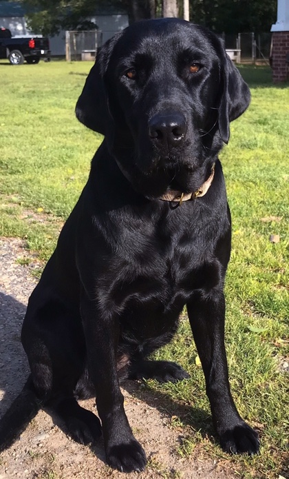 HRCH Consyder The Boom! | Black Labrador Retriver