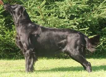 Almanza Alltid Pa Topp | Flat-Coated Retriever 