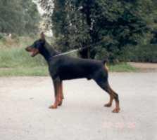 Norris v. Raubenstein | Black Doberman Pinscher