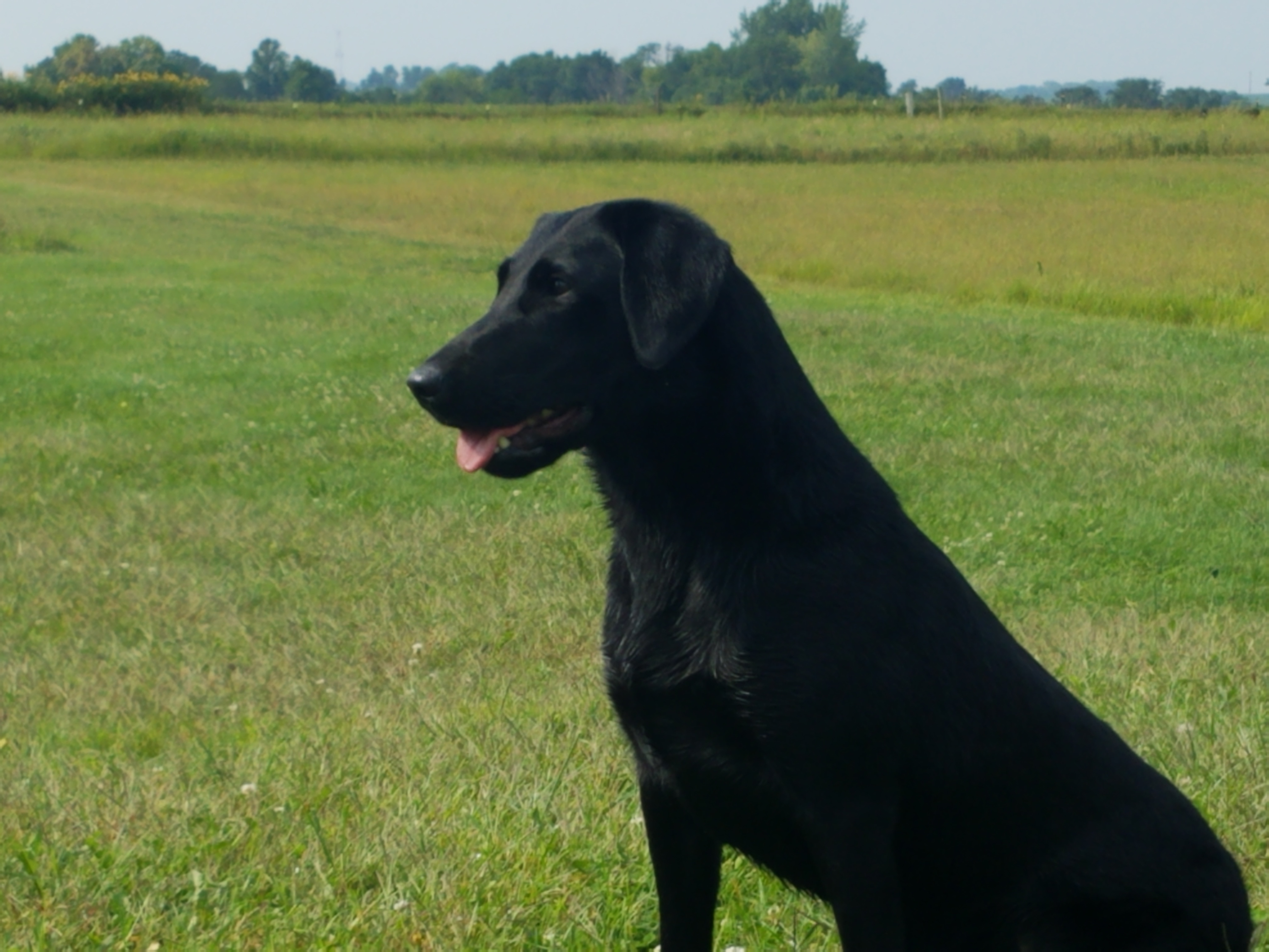 Dbl J's Troubadors Royal Jazz QA2 | Black Labrador Retriver