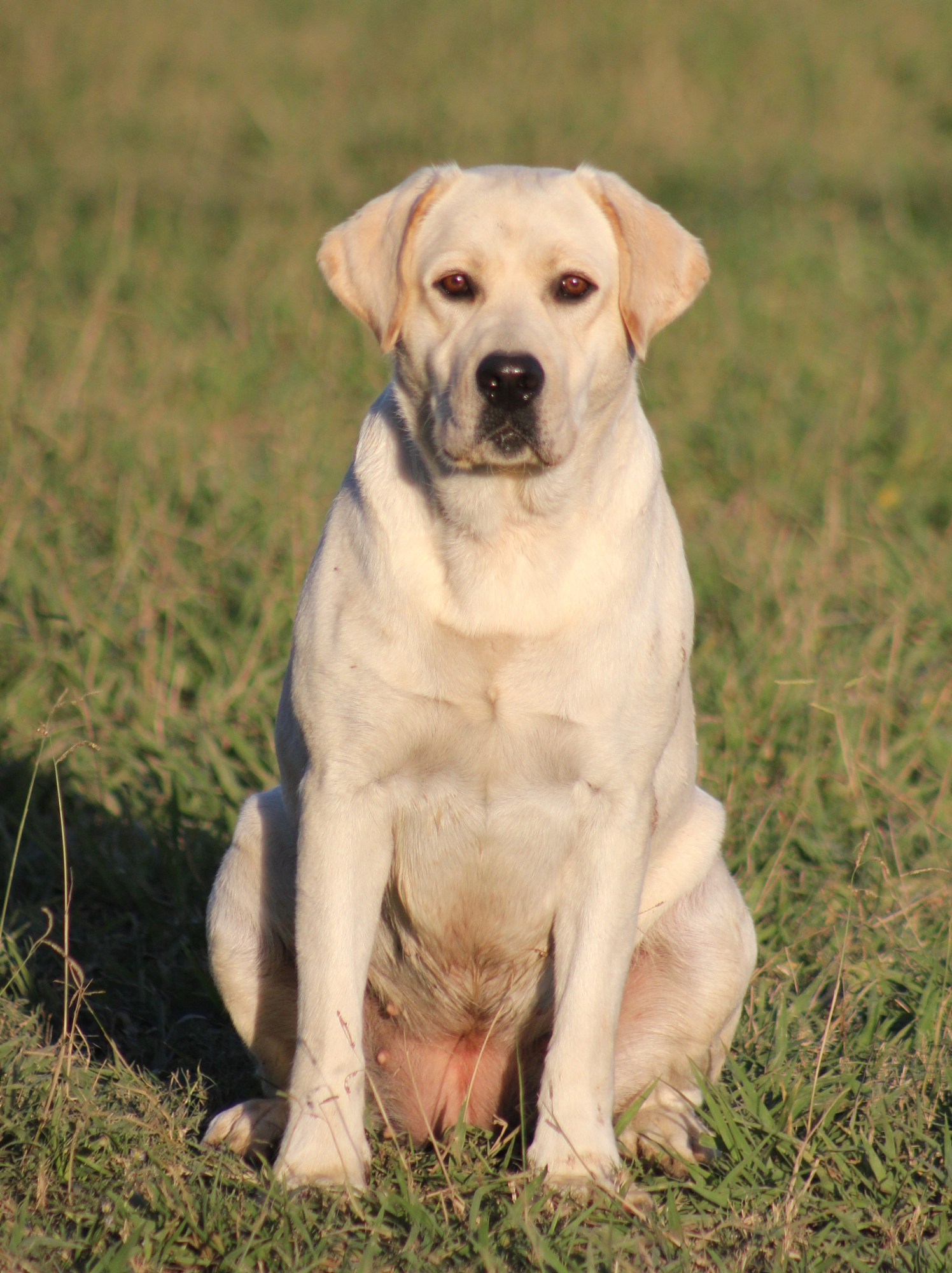 Sagecreek's Kiss N Tell | Yellow Labrador Retriver