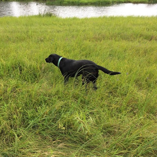 CPR Jon's Little Kc | Black Labrador Retriver